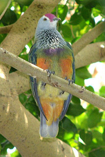 鸽形目鸽鸠科果鸠属马里岛果鸠