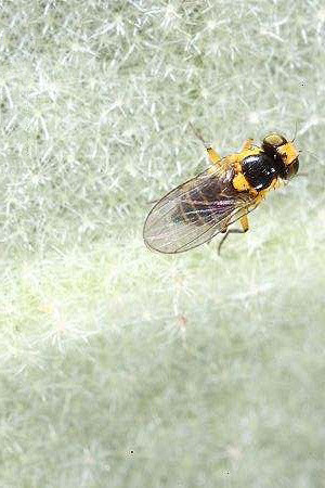 双翅目芒角亚目蝇总科秆蝇