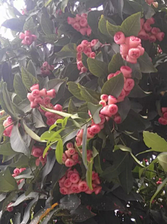 忘川漪涟采集到我拍摄的花花草草
