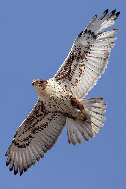 鹰形目鹰科鵟属王 