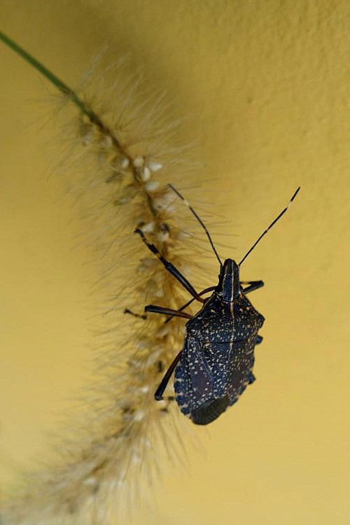 半翅目·显角亚目·臭蝽科:臭蝽