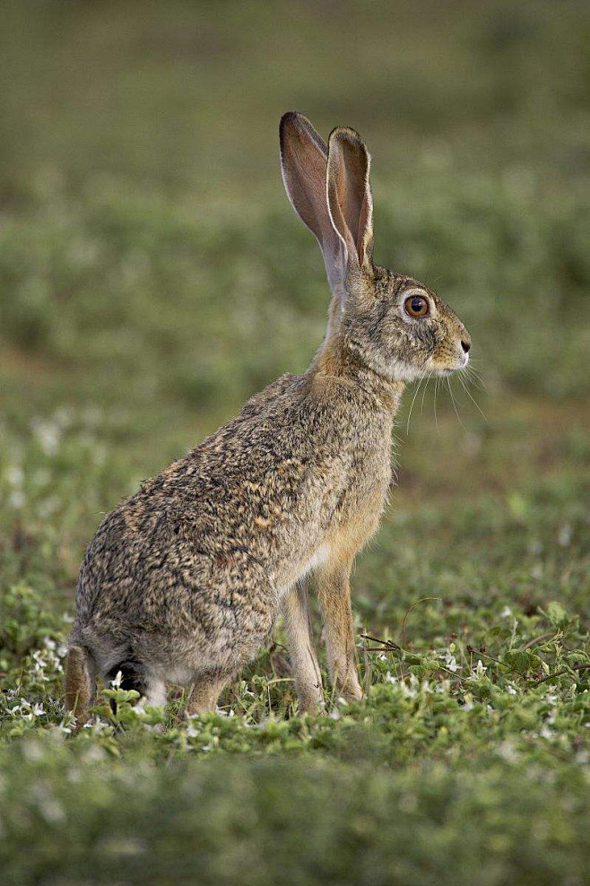 兔形目兔亚科兔属草兔非洲