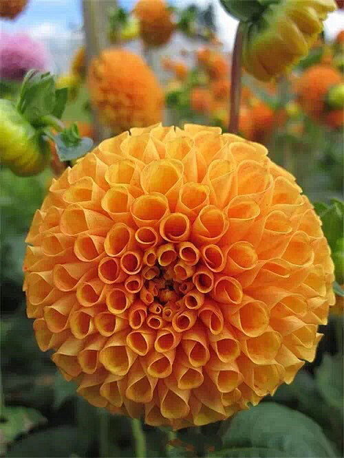清新=淡雅采集到花朵
