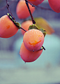 Guzide : persimmons in the rain ** by Ez