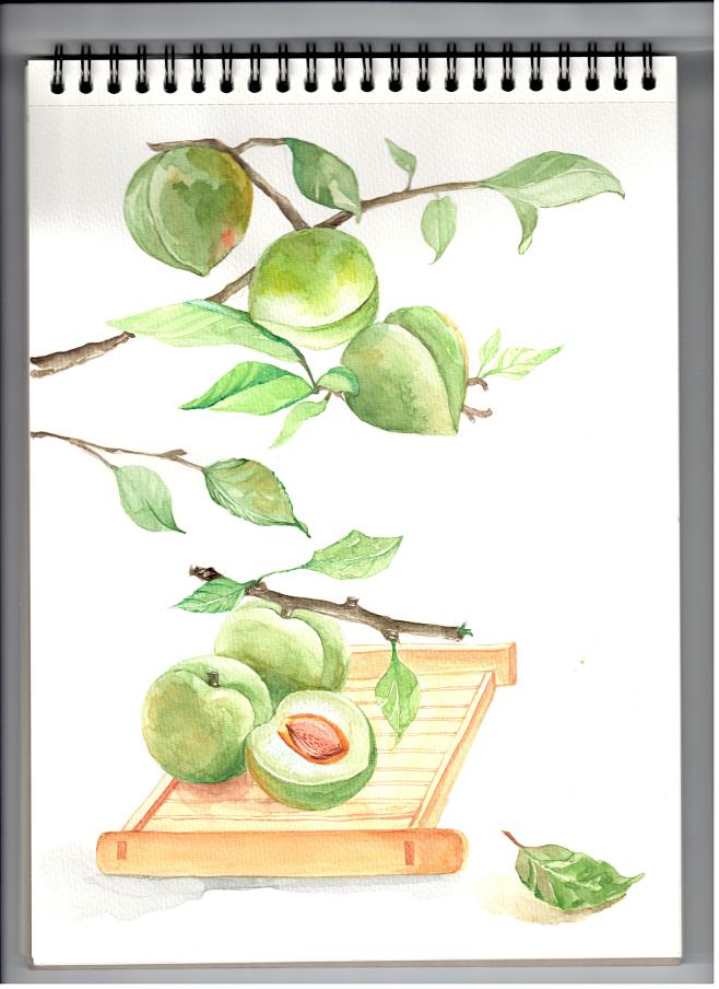 09:33:46#水彩#酵素梅 青梅包装绘画叶子0001该采集也在以下画板加载