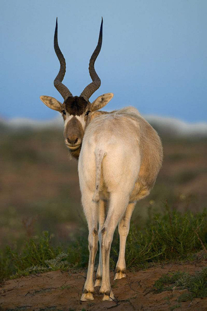 22:42:47偶蹄目·反刍亚目·牛科·马羚亚科:即旋角羚(曲角羚)动物-春