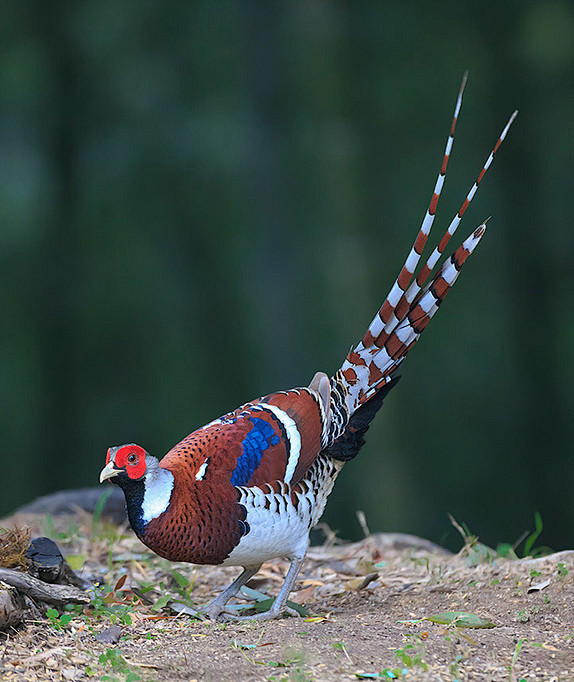 白颈长尾雉鸟纲国家一级保护动物