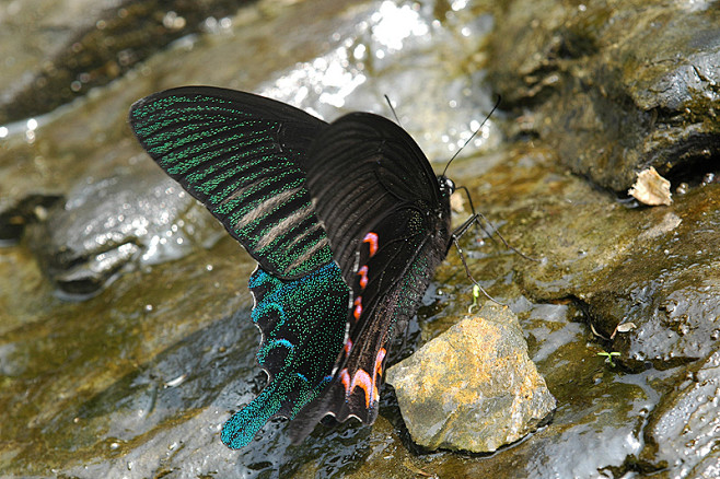 双尾褐凤蝶无脊椎动物国家二级保护动物