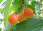 【李子】
拉丁名Prunus，是蔷薇科植物李树的果实。我国大部分地区均产，7～8月间成熟，饱满圆润，玲珑剔透，形态美艳，口味甘甜，是人们喜爱的传统水果之一。它既可鲜食，又可以制成罐头、果脯，全年食用。