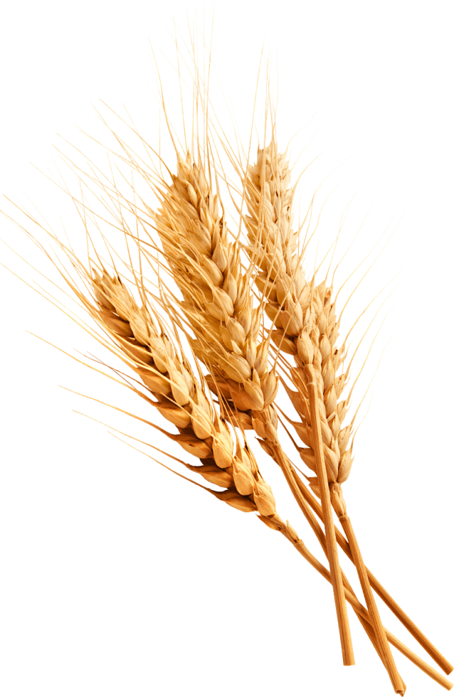 素材——食物-花瓣网|陪你做生活的设计师 | 大闸蟹