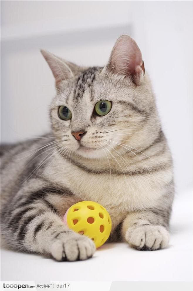 可爱猫咪抱着球的猫