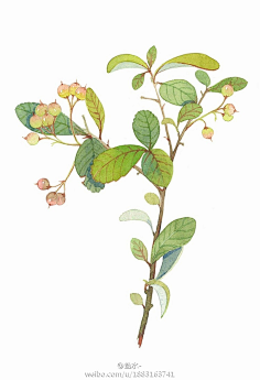 夏明采集到那些花儿