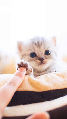 图饭sir采集到【动物~猫咪鹿手机壁纸】