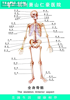 人体结构