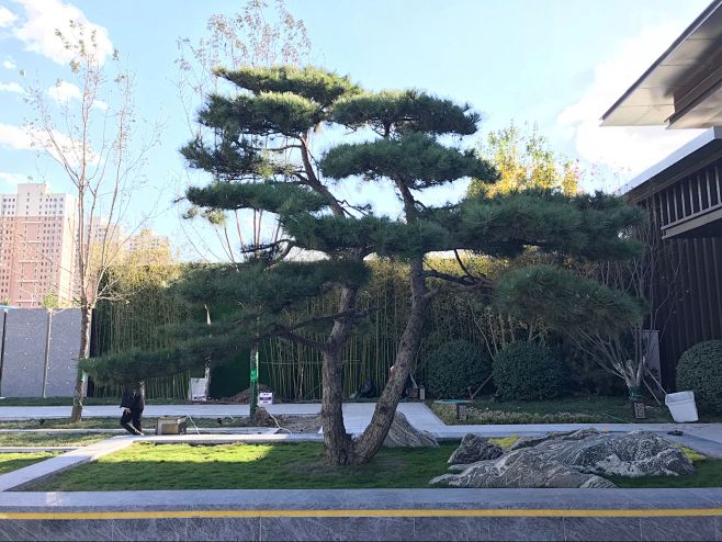 桃夭-其蓁从景观飞转采于2 周前油松植物配置 松桃夭-其蓁该采集也在