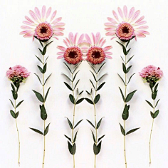 老付_23采集到Flower scape