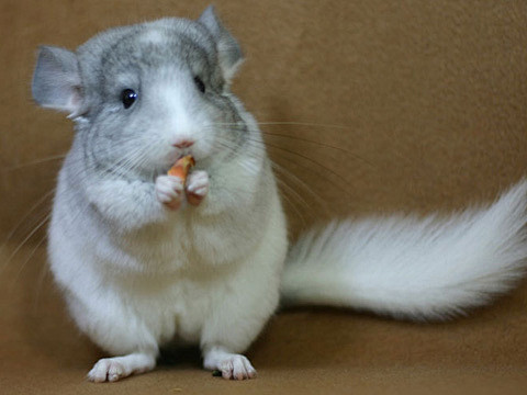 龙猫毛丝鼠