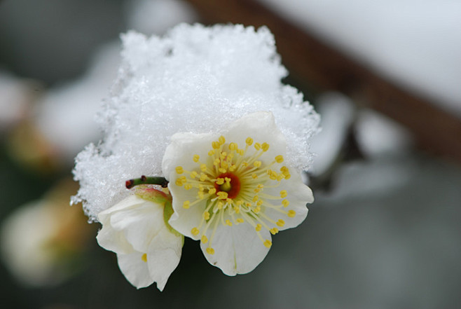 雪中梅花