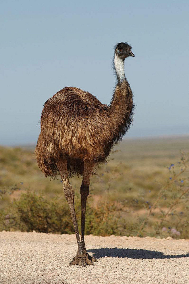 鹤鸵目鸸鹋科鸸鹋属鸸鹋