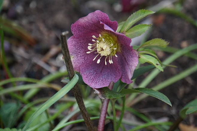 五颜六色的藜芦鲜花