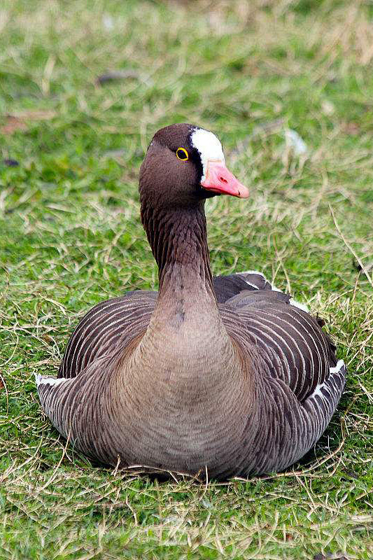 雁形目鸭科雁属小白额雁