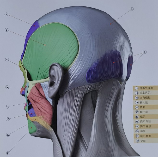 头部肌肉