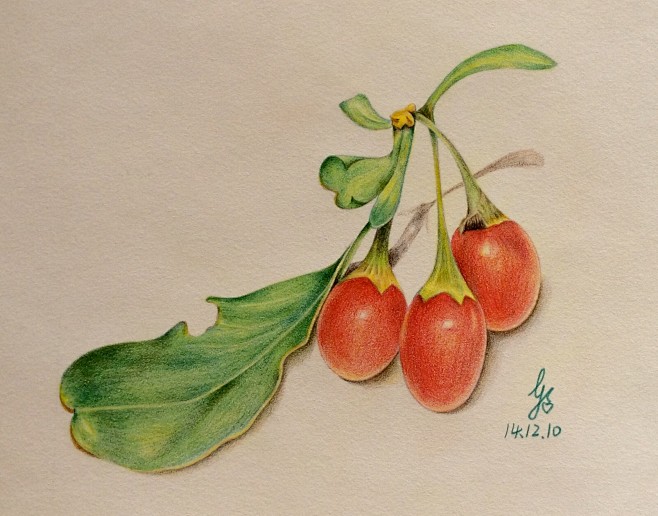 t4cjldmd从如昔~知转采于2017-06-21 21:57:06枸杞子插画t4cjldmd该