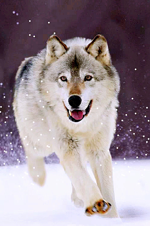 494_741竖版 竖屏