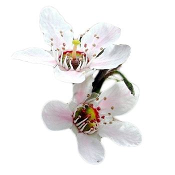 1-花瓣网|陪你做生活的设计师 | 一朵麦卢卡 2