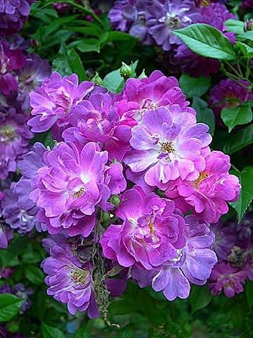 紫色的玫瑰是罕见的这是无刺,耐荫紫玫