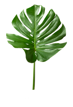 油炸大蜗牛采集到植物素材