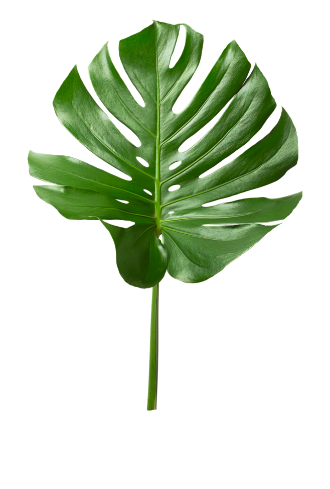 小马A采集到png——素材