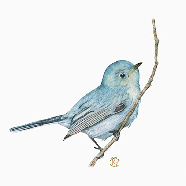 z7uhr从猫的生活转采于2015-04-18 23:02:14手绘 鸟插画0.