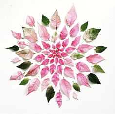老付_23采集到Flower scape