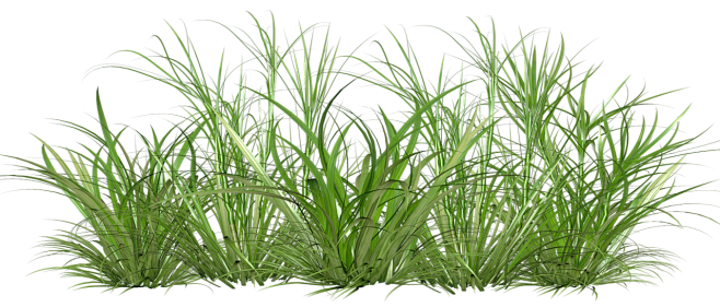 植物草