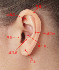 婴儿耳朵构造图图片