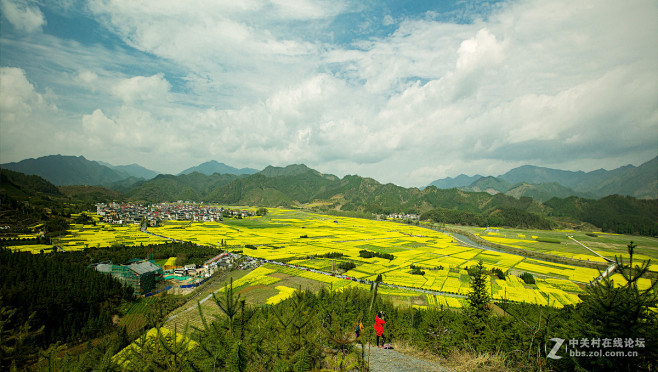 开化立江畈油菜花