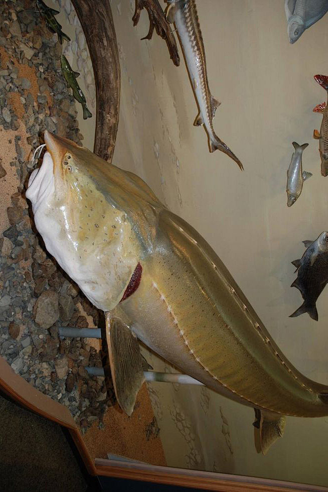 鲟形目·鲟科:达氏鳇