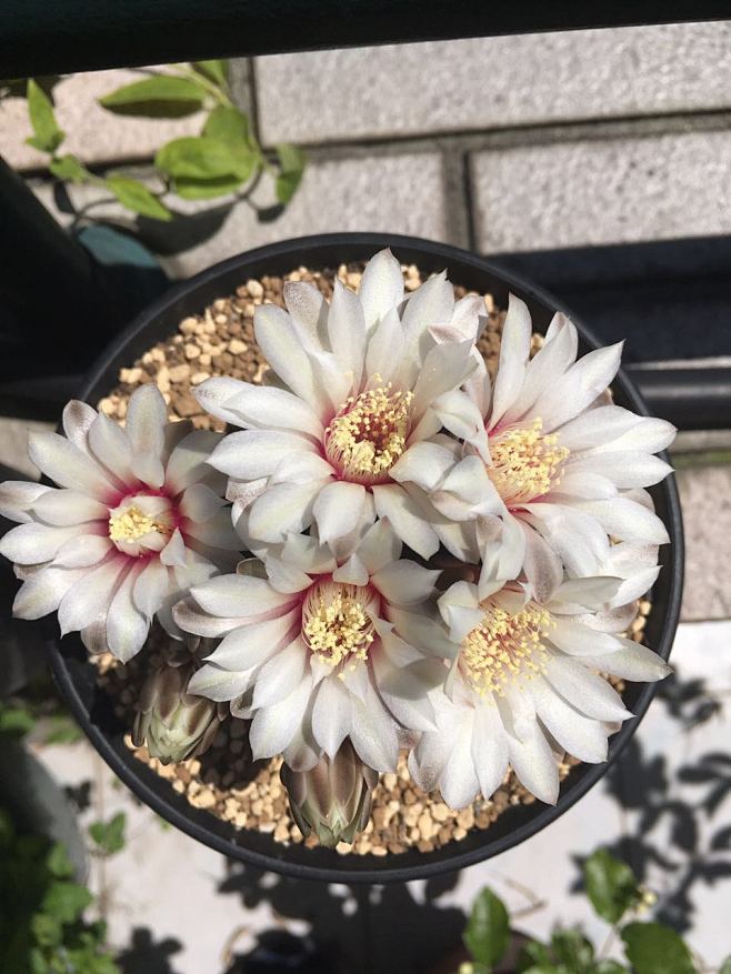 瑞昌玉