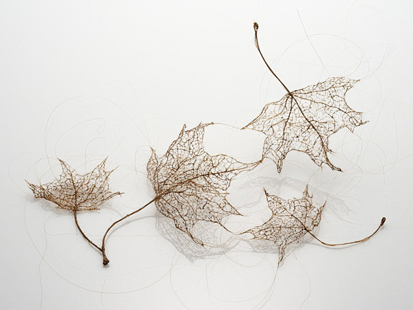 用发丝制作的树叶脉络维妙维肖艺术家jenineshereos作品