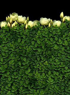 纹理材质の植物