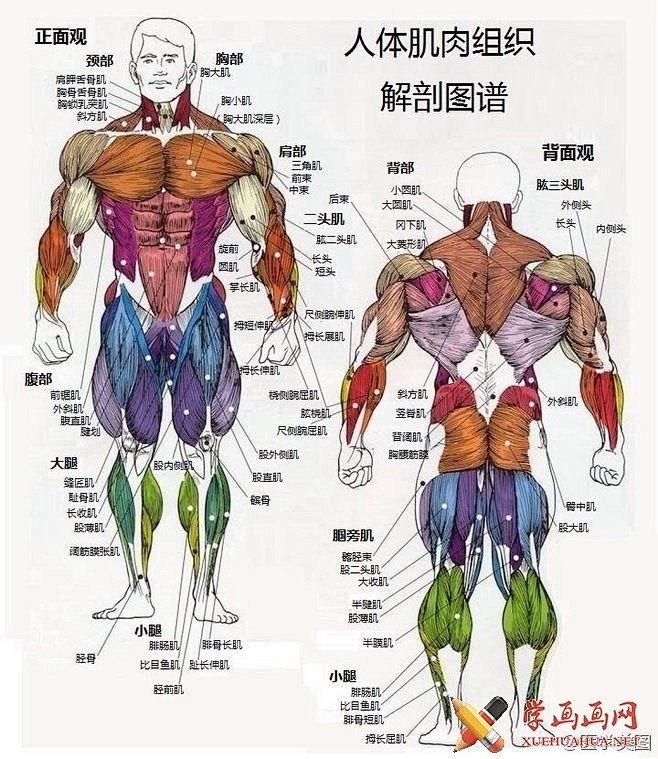 漫畫基礎人體肌肉解剖圖1