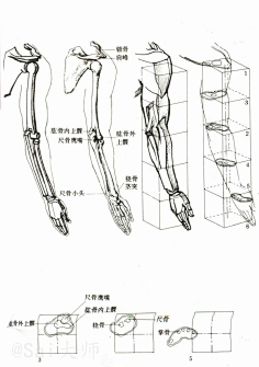 rs人體參考四肢胳膊腿三