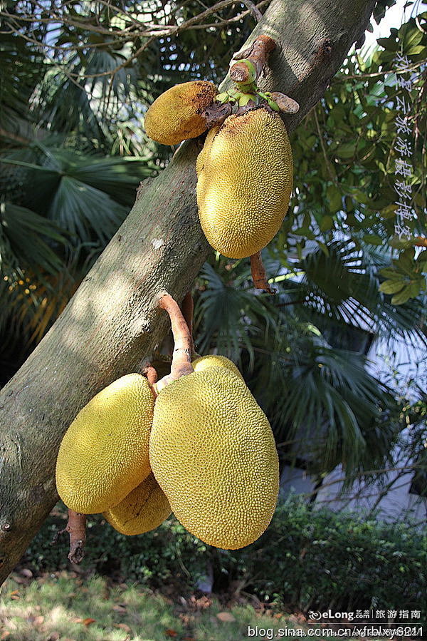 世界上最重最大的水果