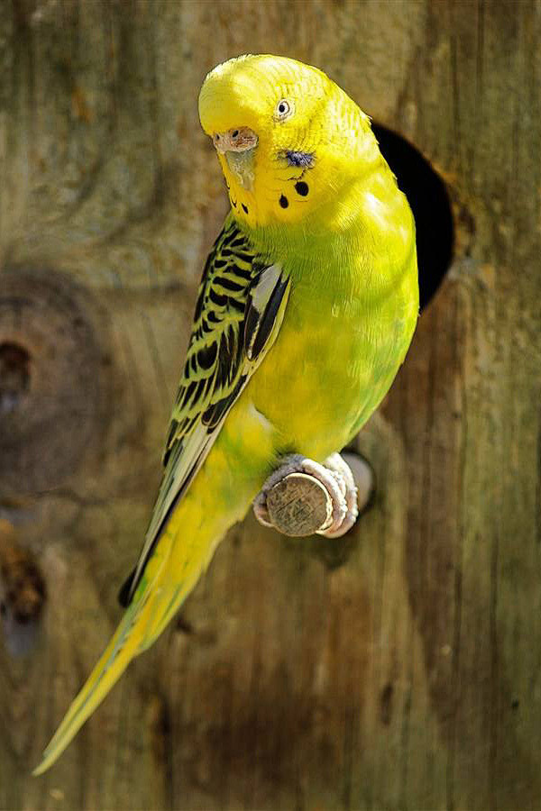 鹦形目鹦鹉科虎皮鹦鹉属虎皮鹦鹉黄
