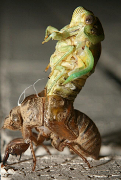 黑炽灯先生采集到动物