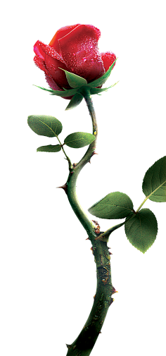 哇哈哈—AD钙奶采集到素材-植物