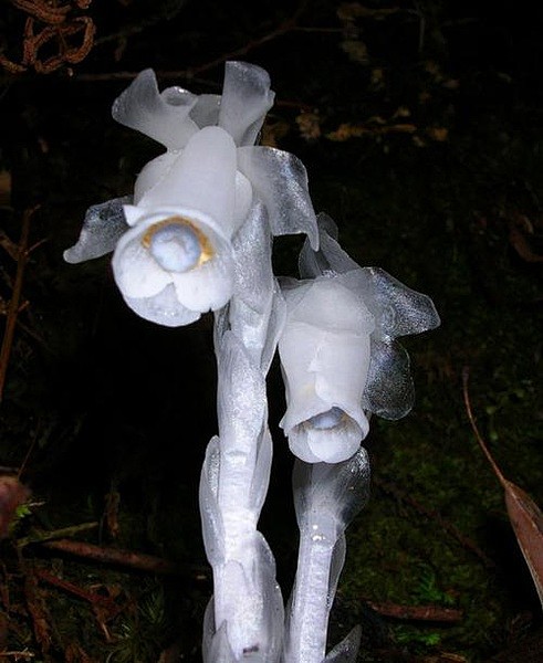 幽灵之花水晶兰:鹿蹄草科,不是兰花也不是.