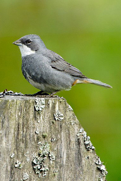 13:41:25雀形目·鹀科·岭雀鹀属:白喉岭雀鹀万鸟集whonly该采集也在