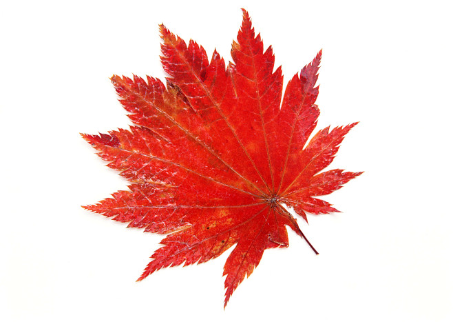 叶子叶雕背景红色点击查看源网页